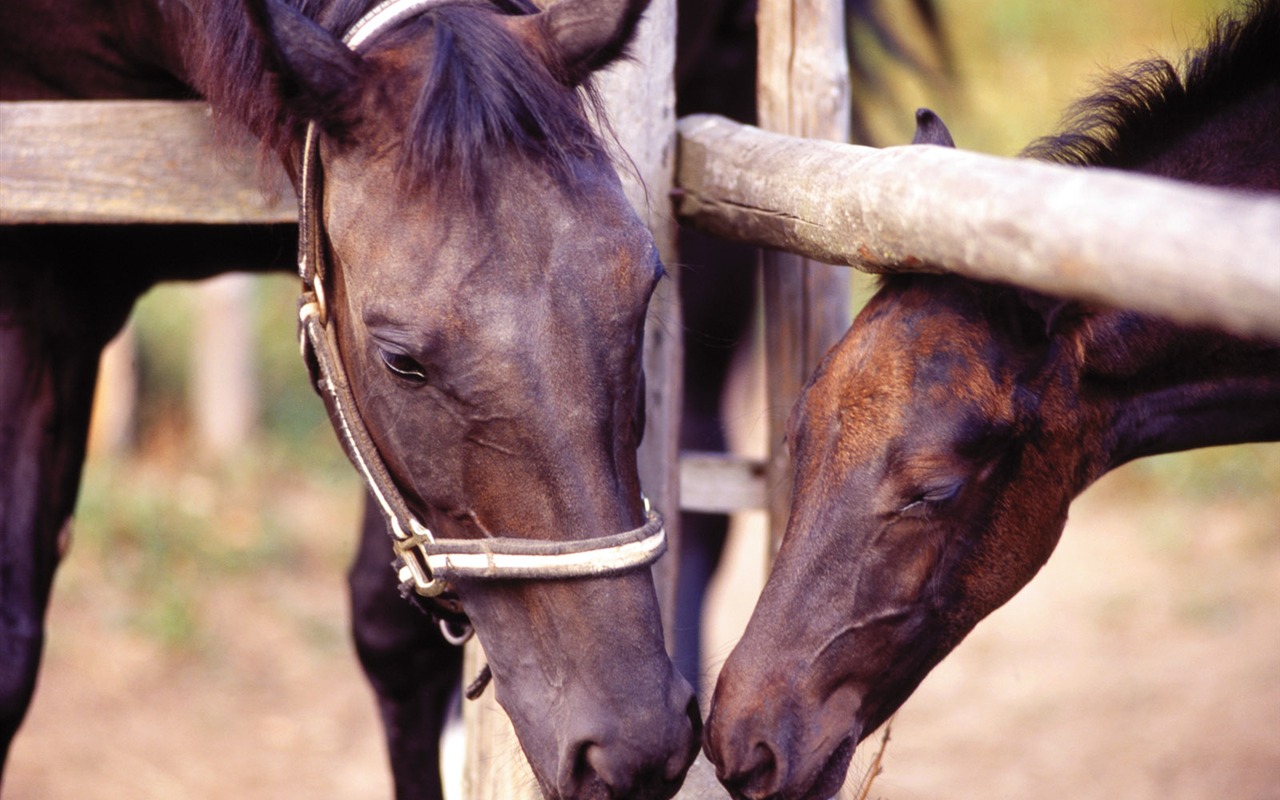 Fond d'écran photo cheval (4) #15 - 1280x800