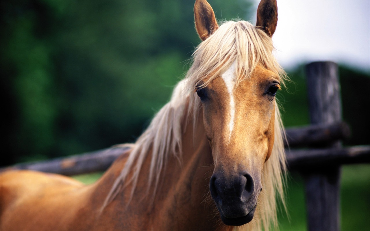 Fond d'écran photo cheval (4) #16 - 1280x800