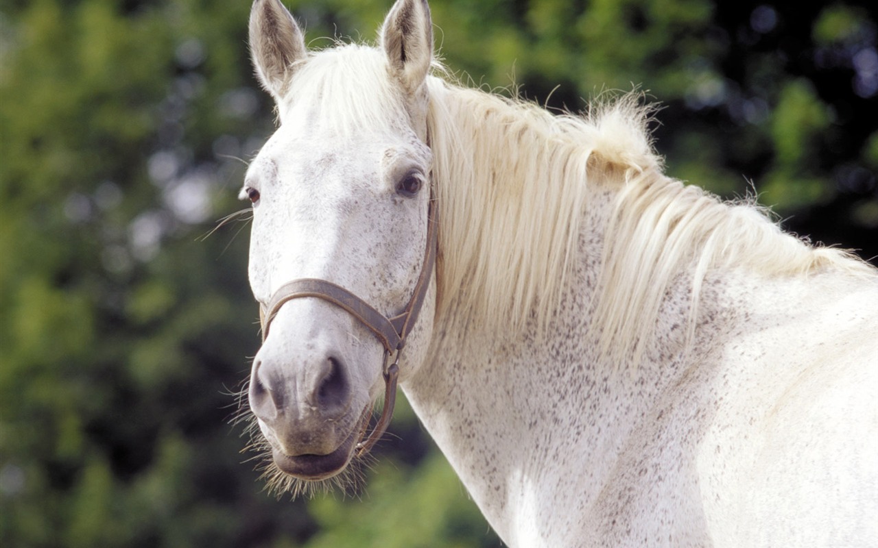 Fond d'écran photo cheval (4) #17 - 1280x800