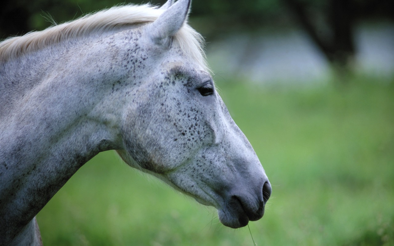 Fond d'écran photo cheval (4) #18 - 1280x800