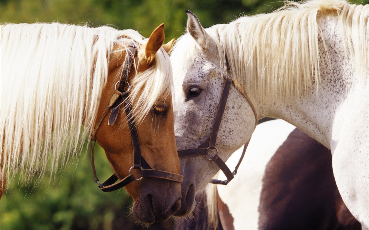 Fond d'écran photo cheval (4) #19 - 1280x800