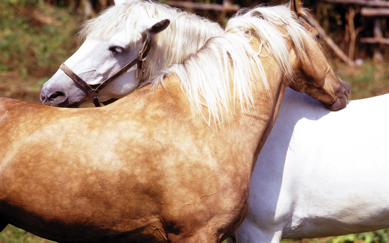 Fond d'écran photo cheval (4) #20 - 1280x800