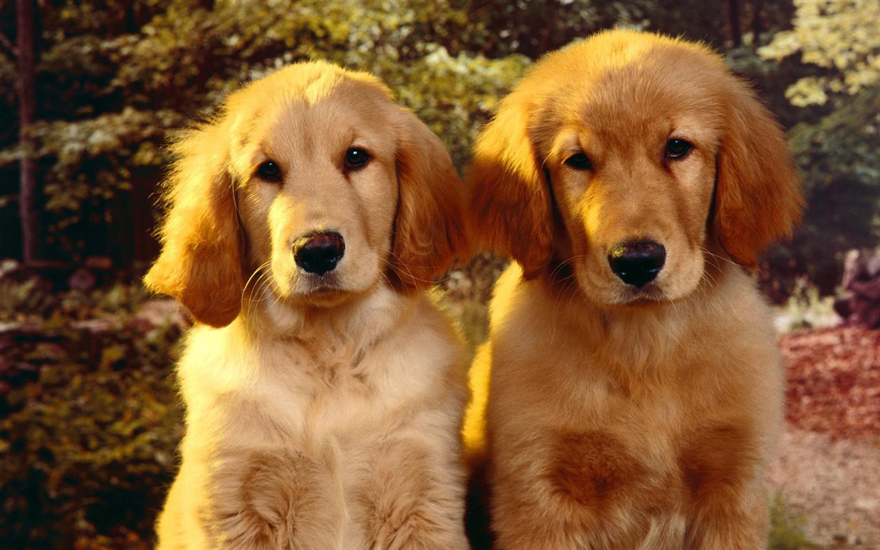 Puppy Foto HD Tapety na plochu (2) #1 - 1280x800
