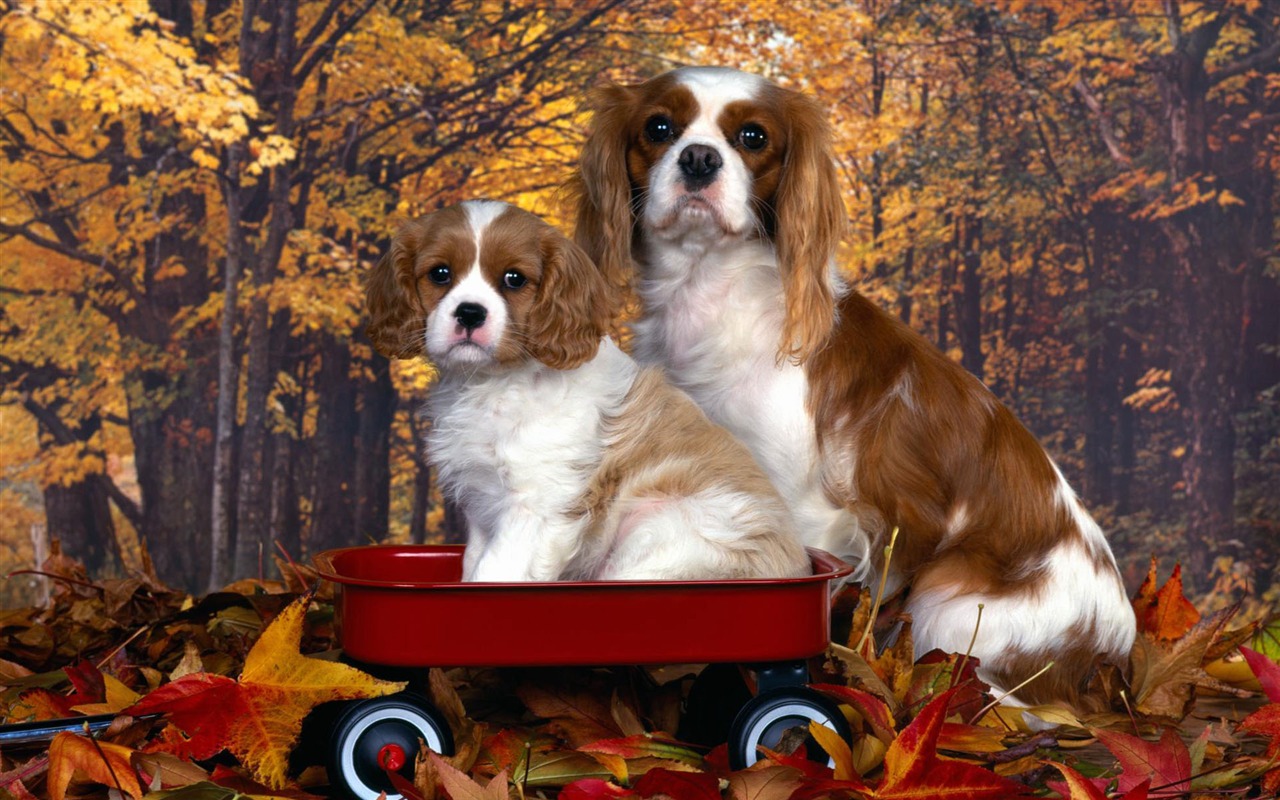 Puppy Foto HD Tapety na plochu (2) #3 - 1280x800