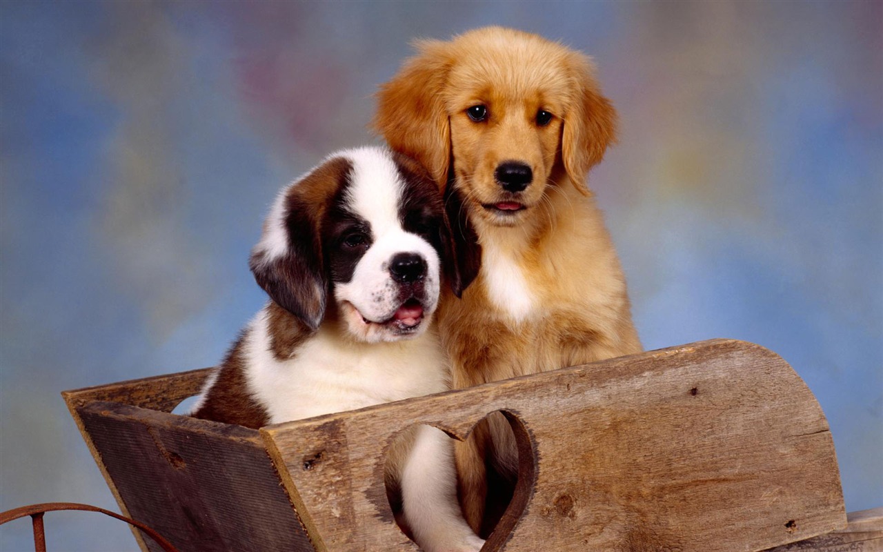 Puppy Foto HD Tapety na plochu (2) #7 - 1280x800