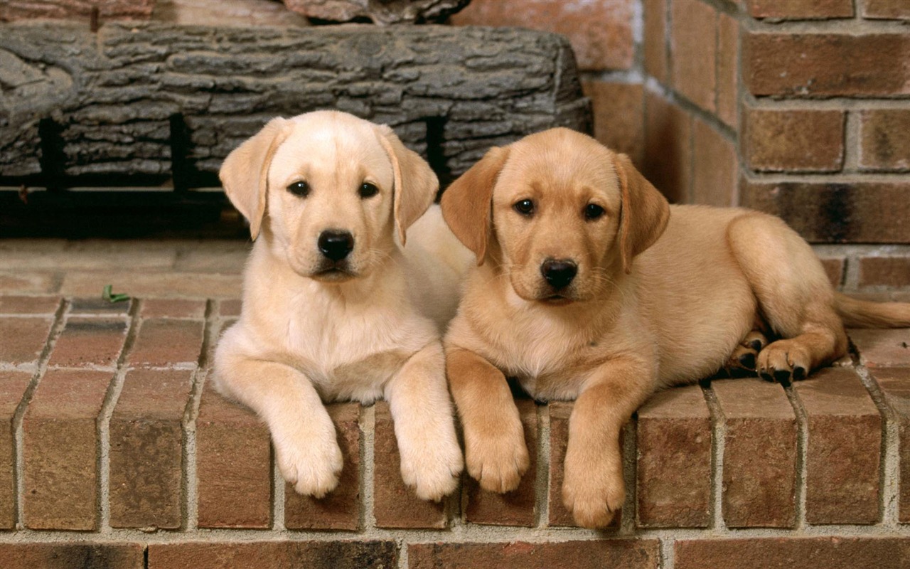 Puppy Photo HD Wallpaper (2) #11 - 1280x800