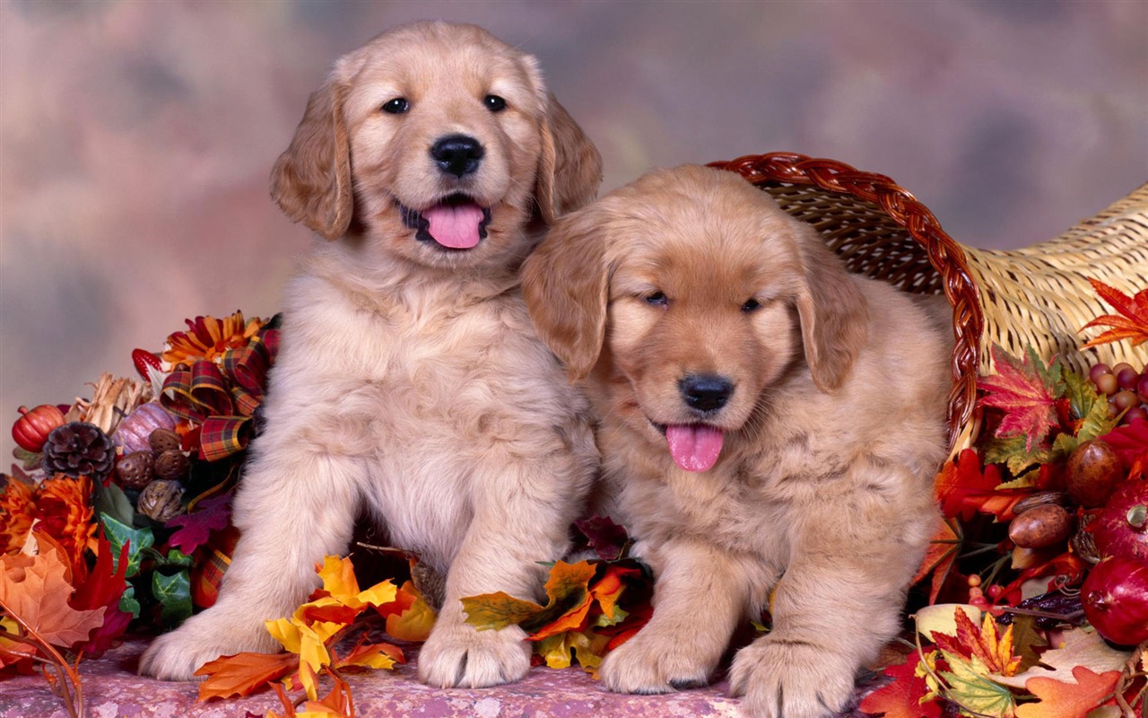 Puppy Photo HD wallpapers (2) #12 - 1280x800