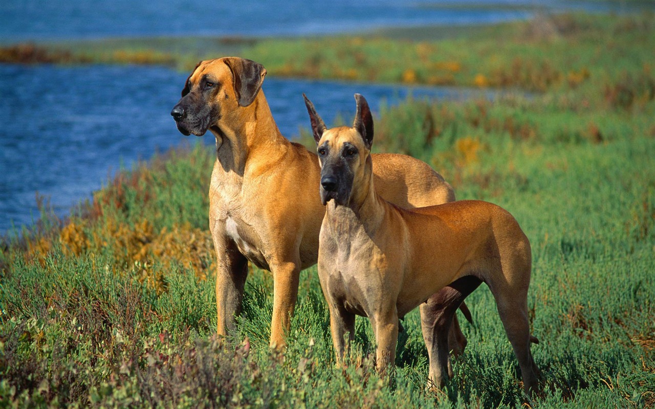 Puppy Foto HD Tapety na plochu (2) #14 - 1280x800