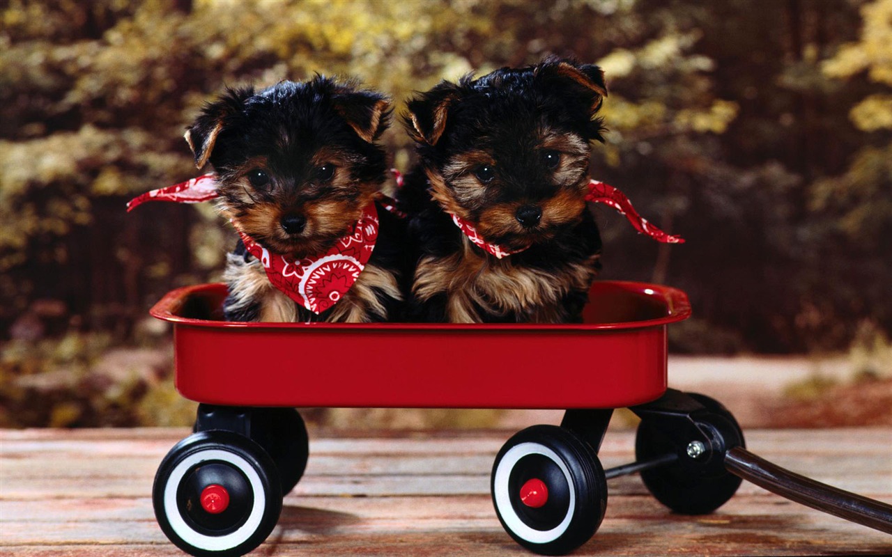 Puppy Photo HD wallpapers (2) #16 - 1280x800