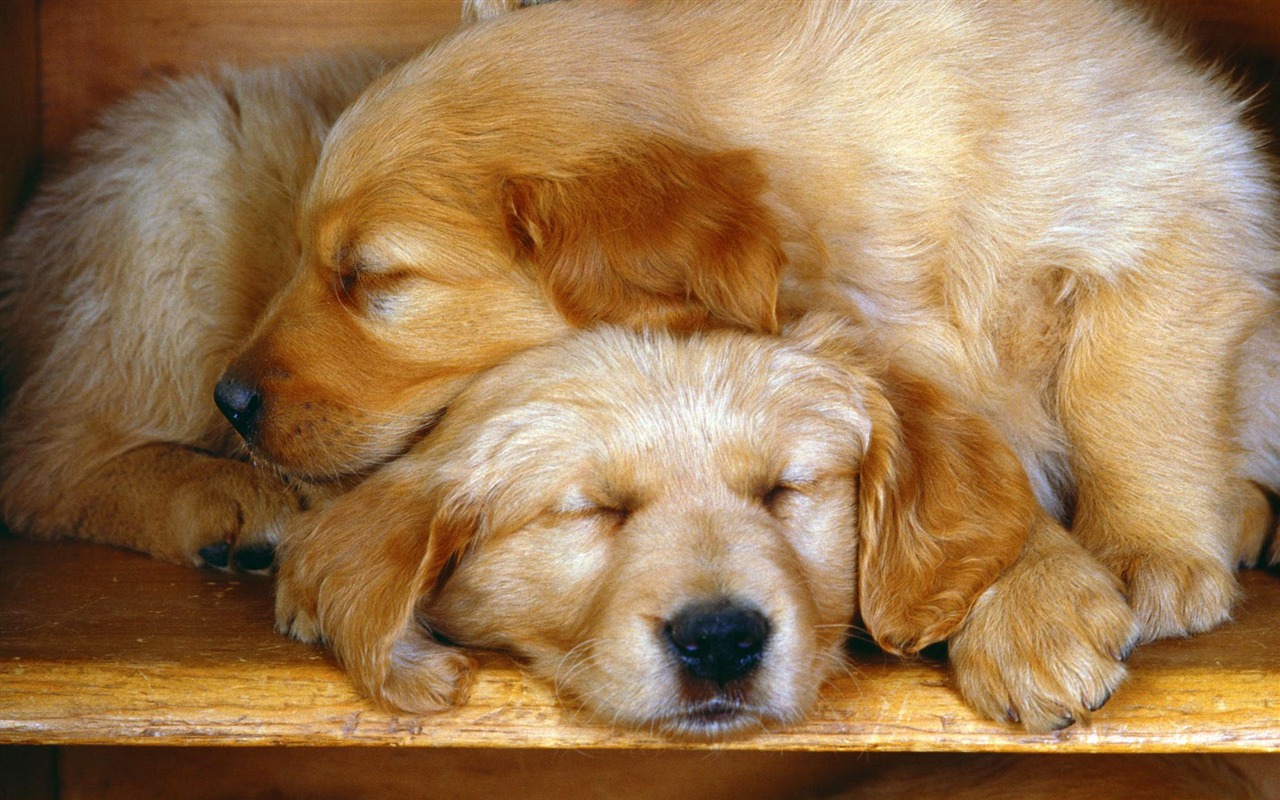 Puppy Foto HD Tapety na plochu (2) #18 - 1280x800