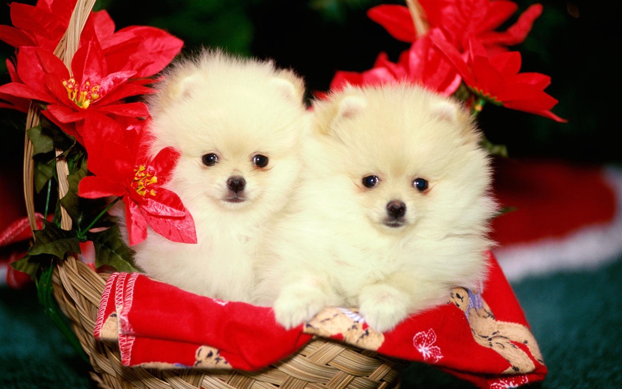 Puppy Foto HD Tapety na plochu (2) #19 - 1280x800