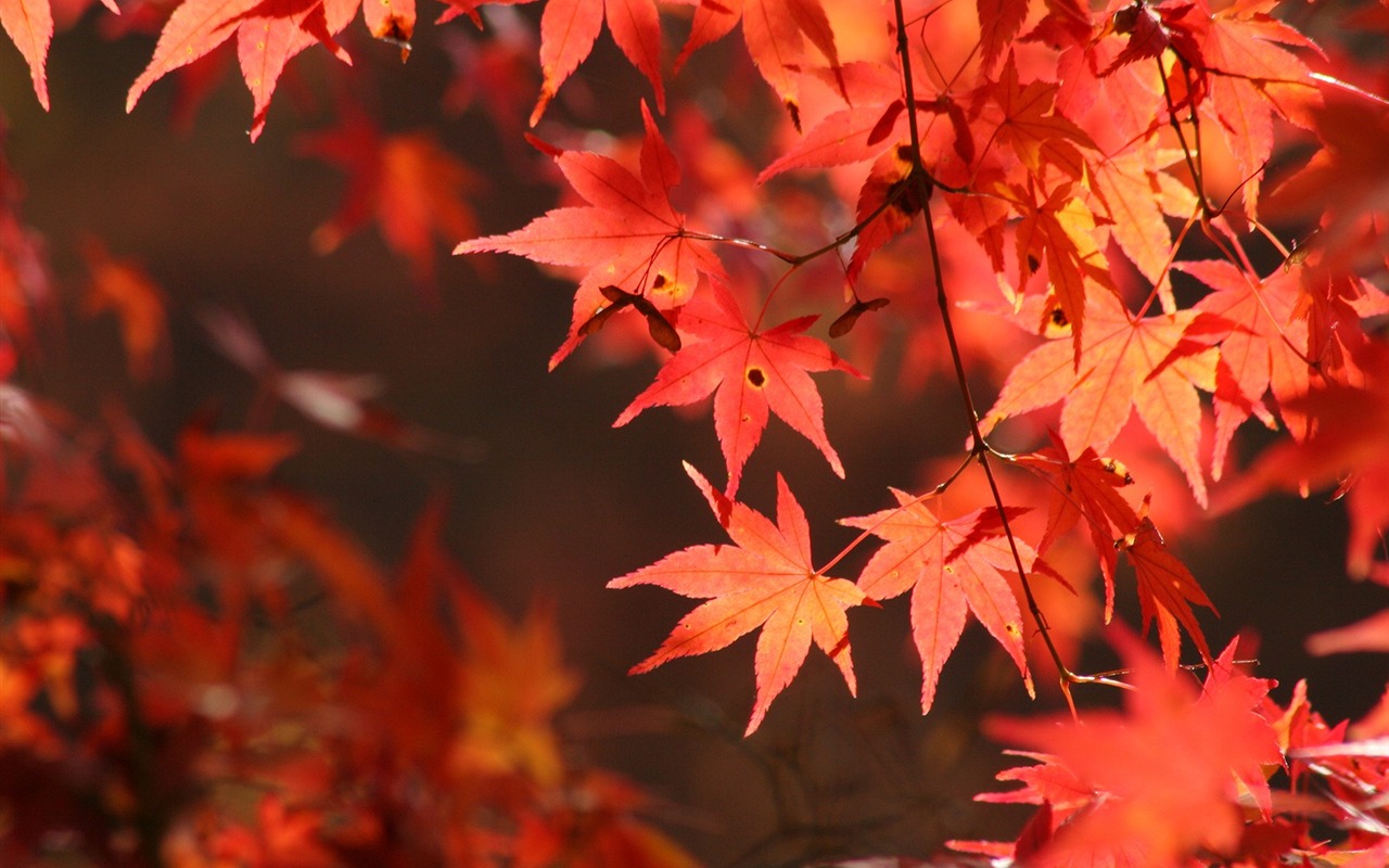 Maple sky wallpaper (2) #1 - 1280x800