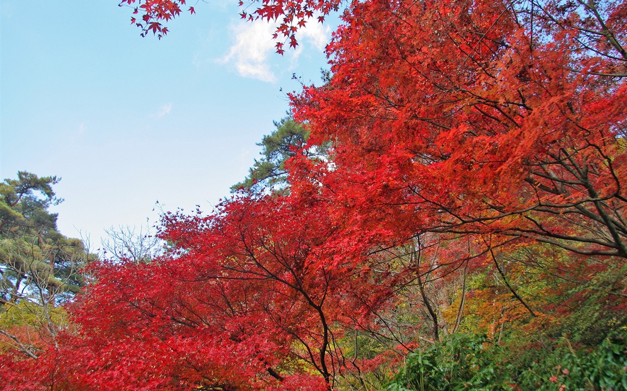 Maple sky wallpaper (2) #3 - 1280x800