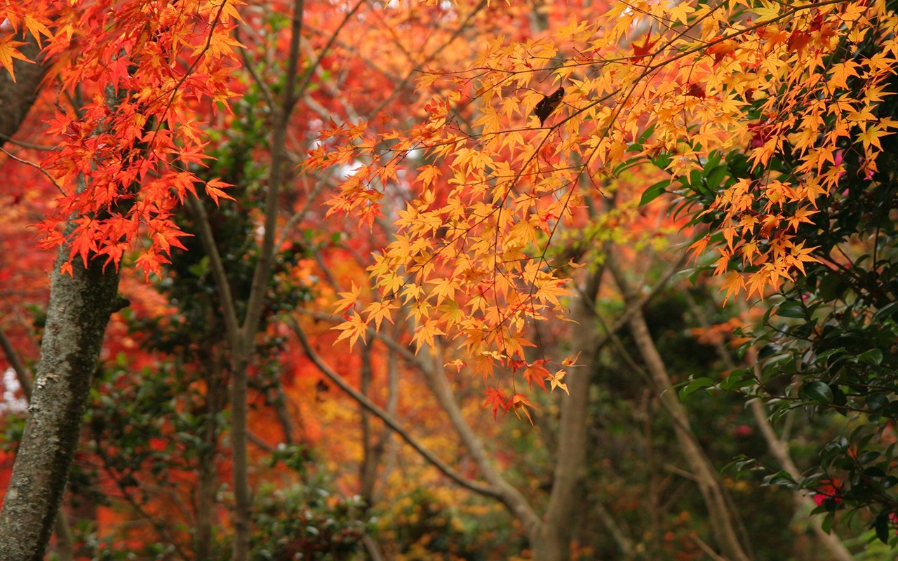 楓葉滿天 壁紙(二) #4 - 1280x800
