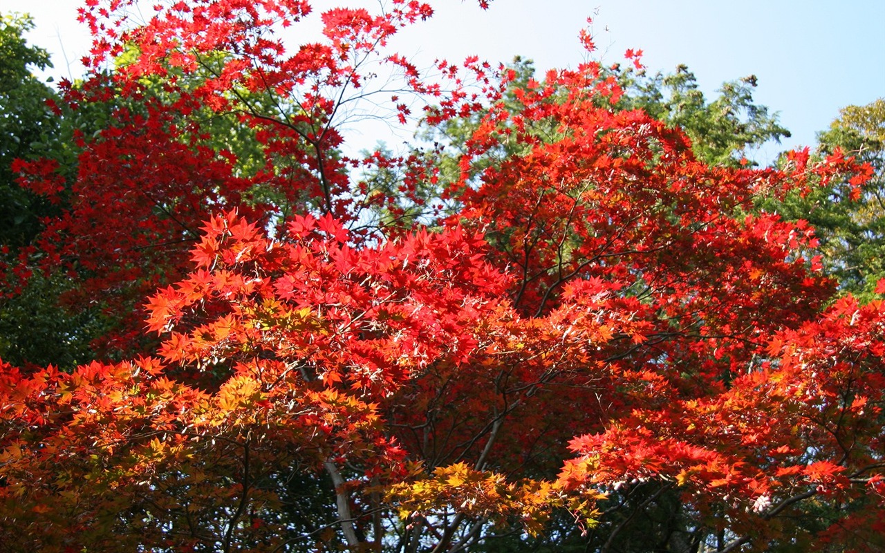 Maple nebe tapetu (2) #7 - 1280x800
