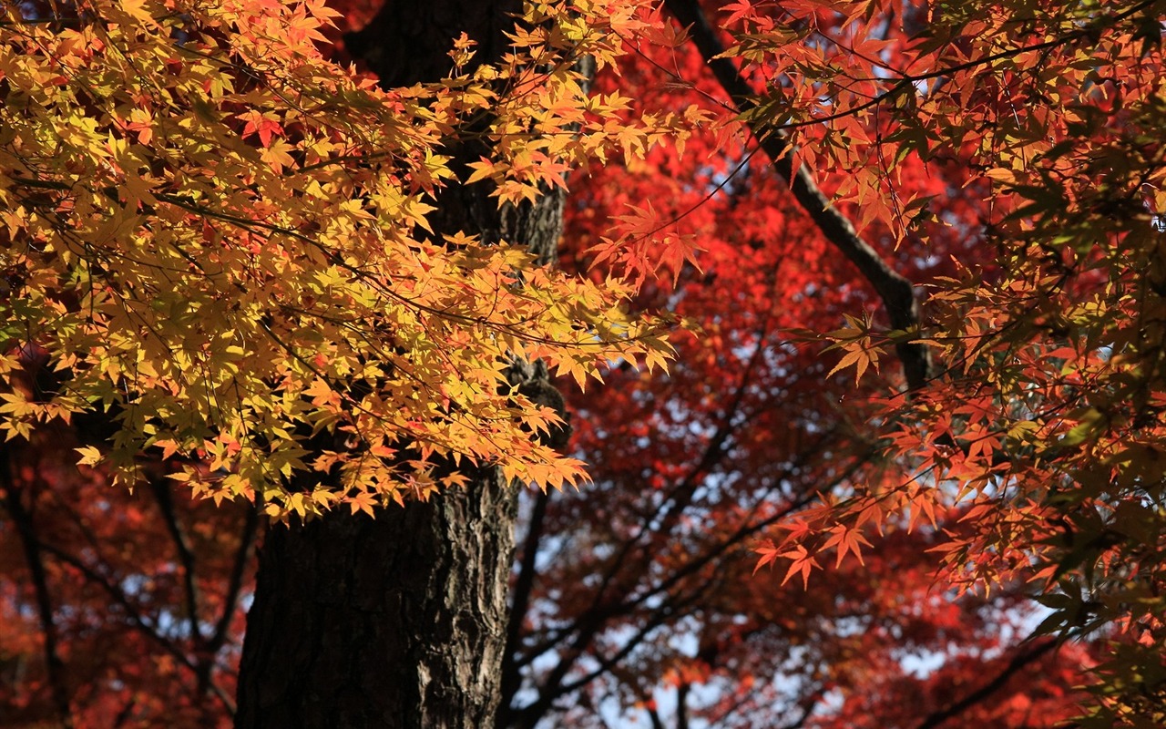 Maple sky wallpaper (2) #8 - 1280x800