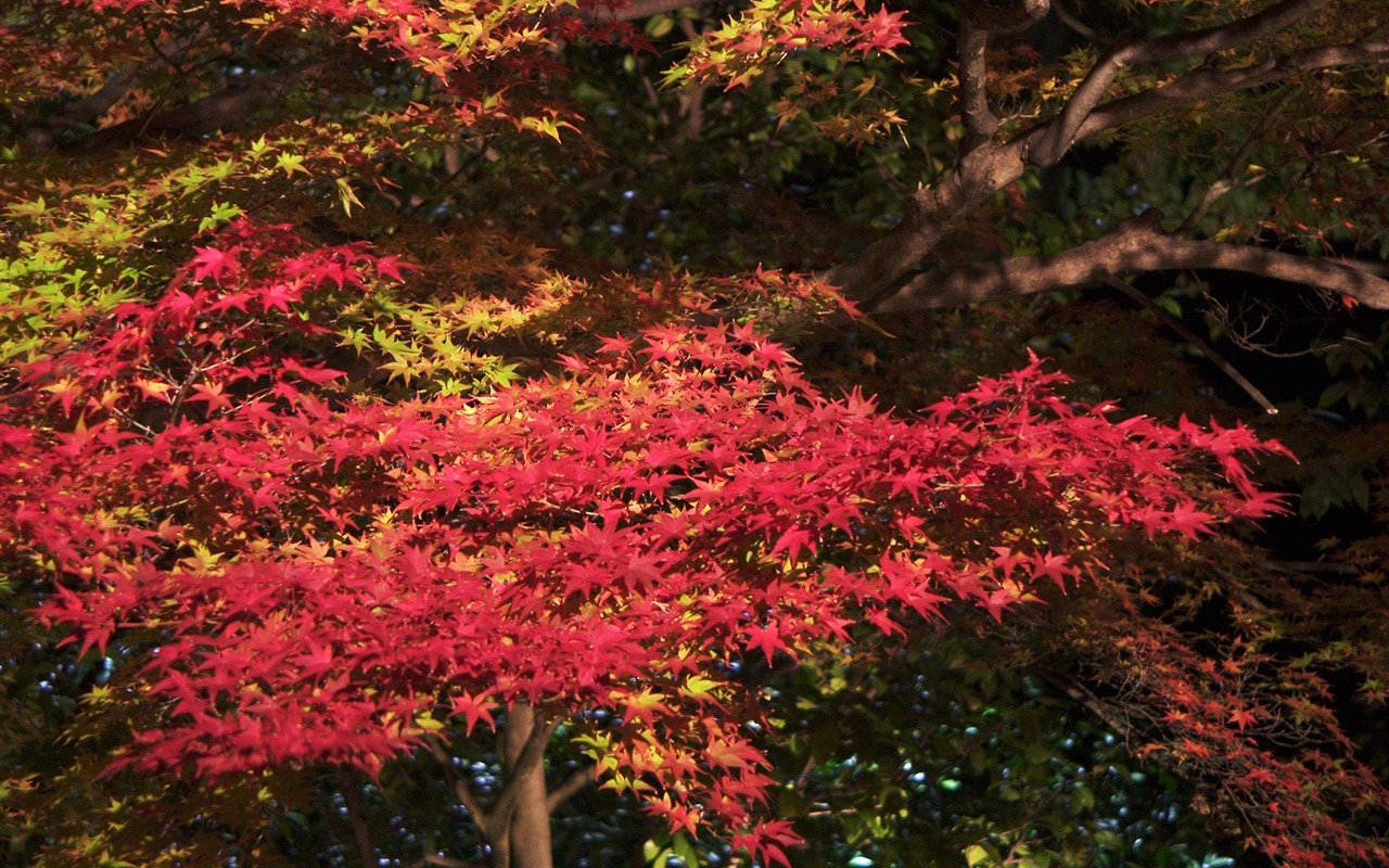 Maple sky wallpaper (2) #9 - 1280x800