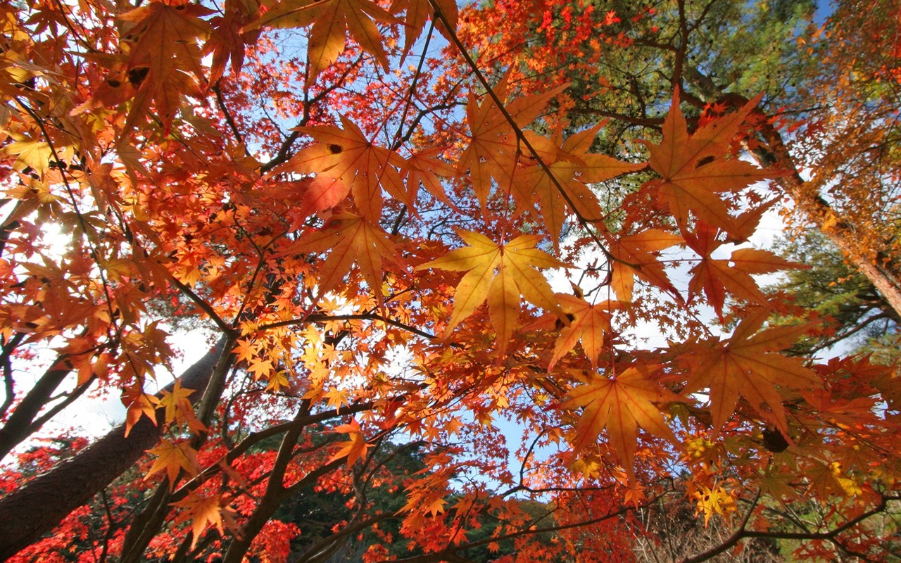 Maple sky wallpaper (2) #10 - 1280x800