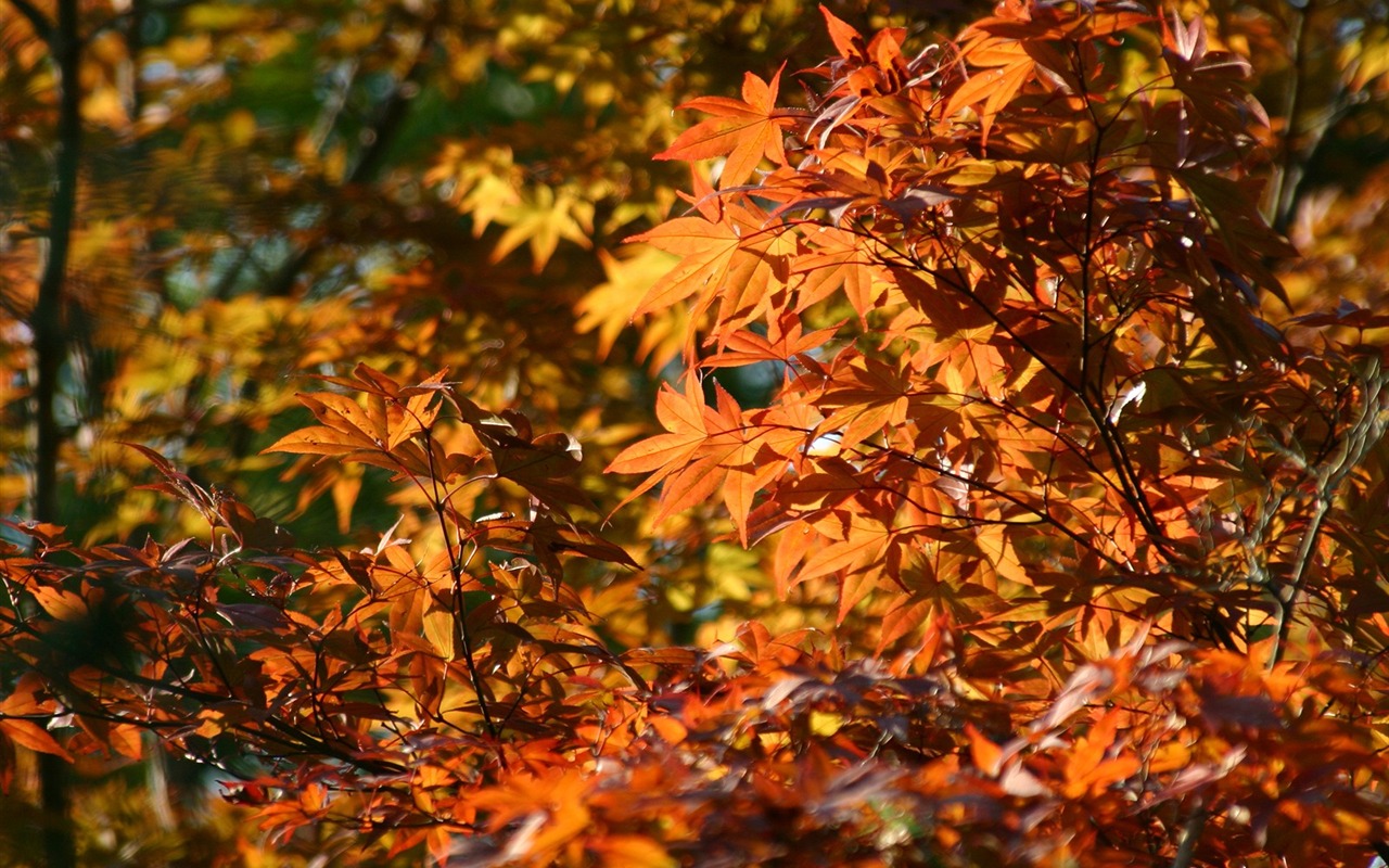 Maple sky wallpaper (2) #12 - 1280x800