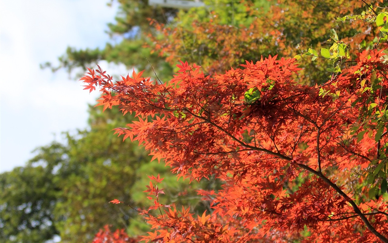 Maple sky wallpaper (2) #14 - 1280x800