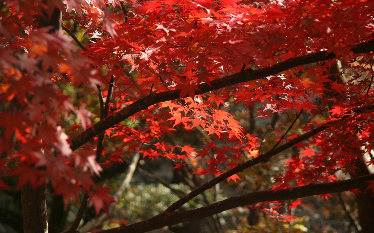 Maple nebe tapetu (2) #15 - 1280x800