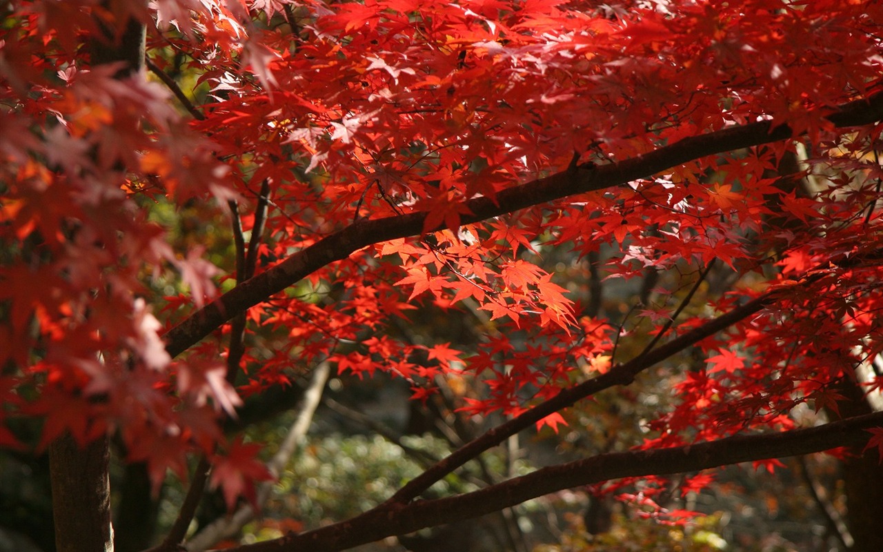 Maple sky wallpaper (2) #15 - 1280x800