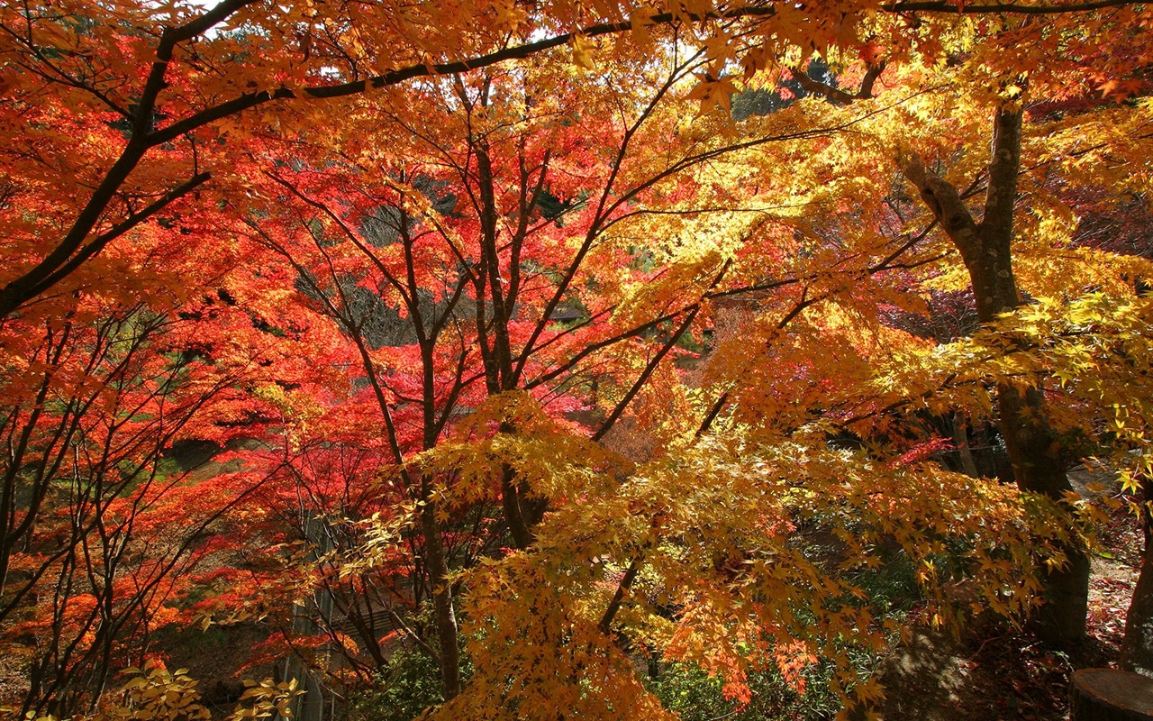 Maple sky wallpaper (2) #16 - 1280x800