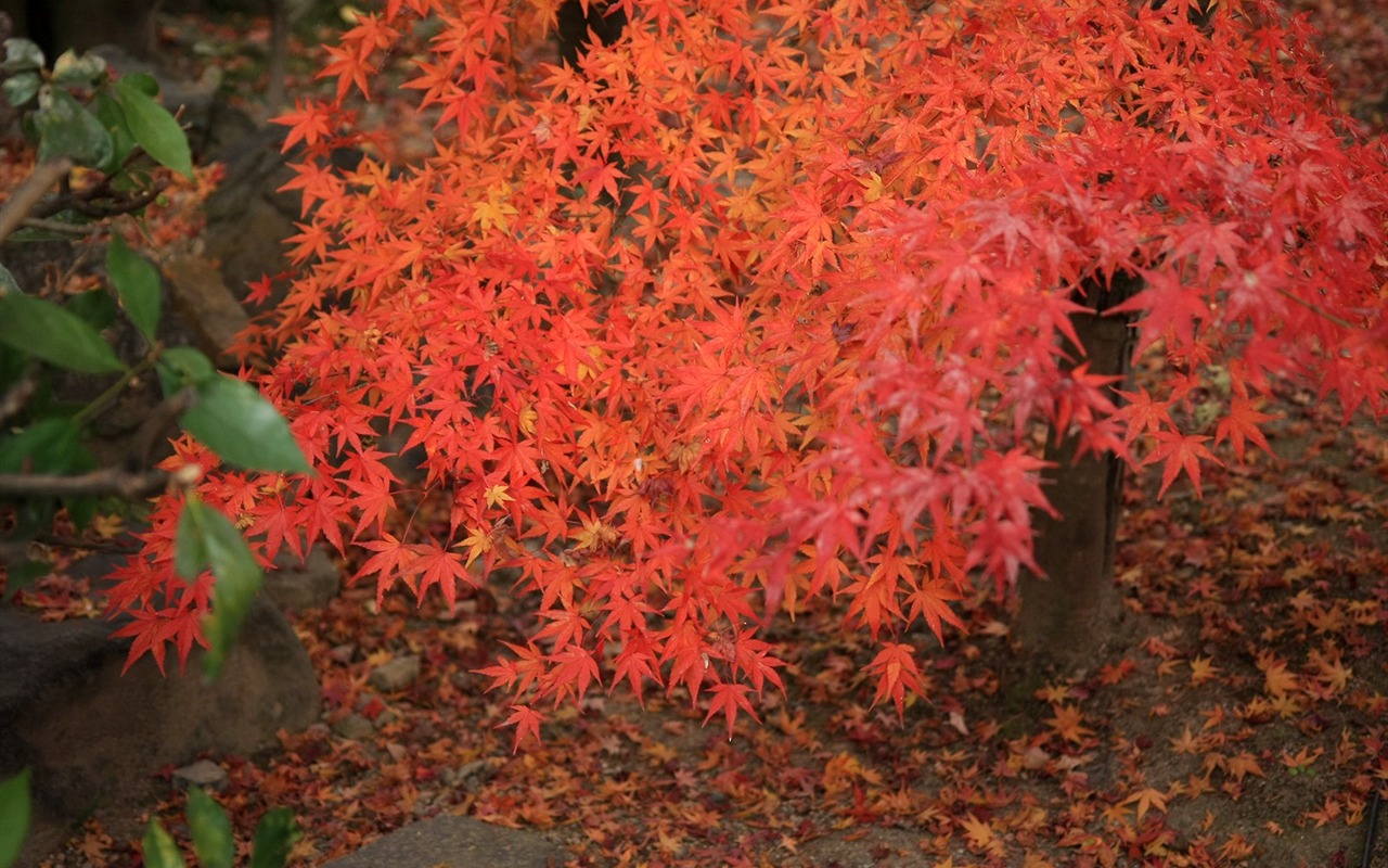 Maple nebe tapetu (2) #17 - 1280x800
