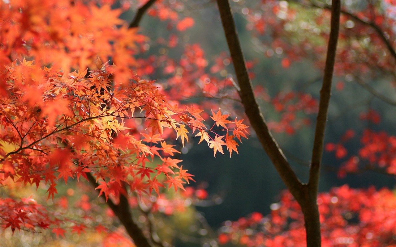 楓葉滿天 壁紙(二) #18 - 1280x800