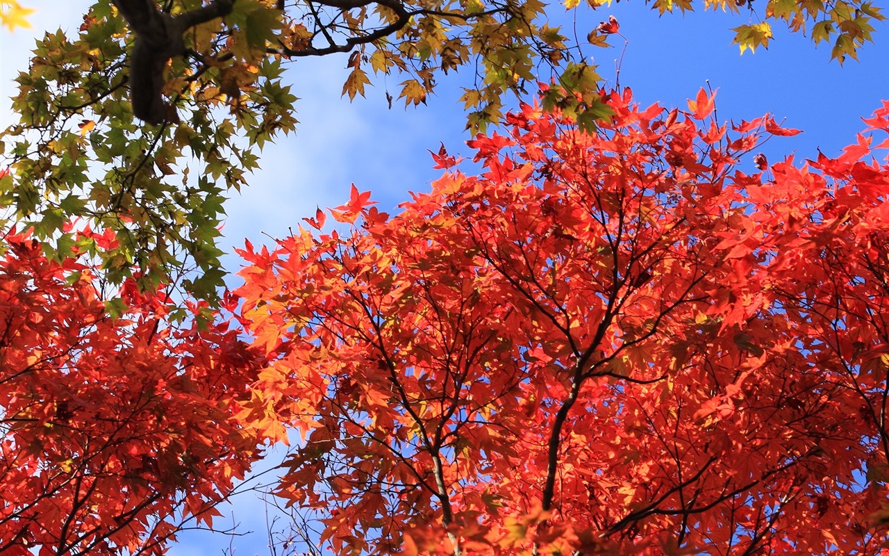 Maple sky wallpaper (2) #20 - 1280x800