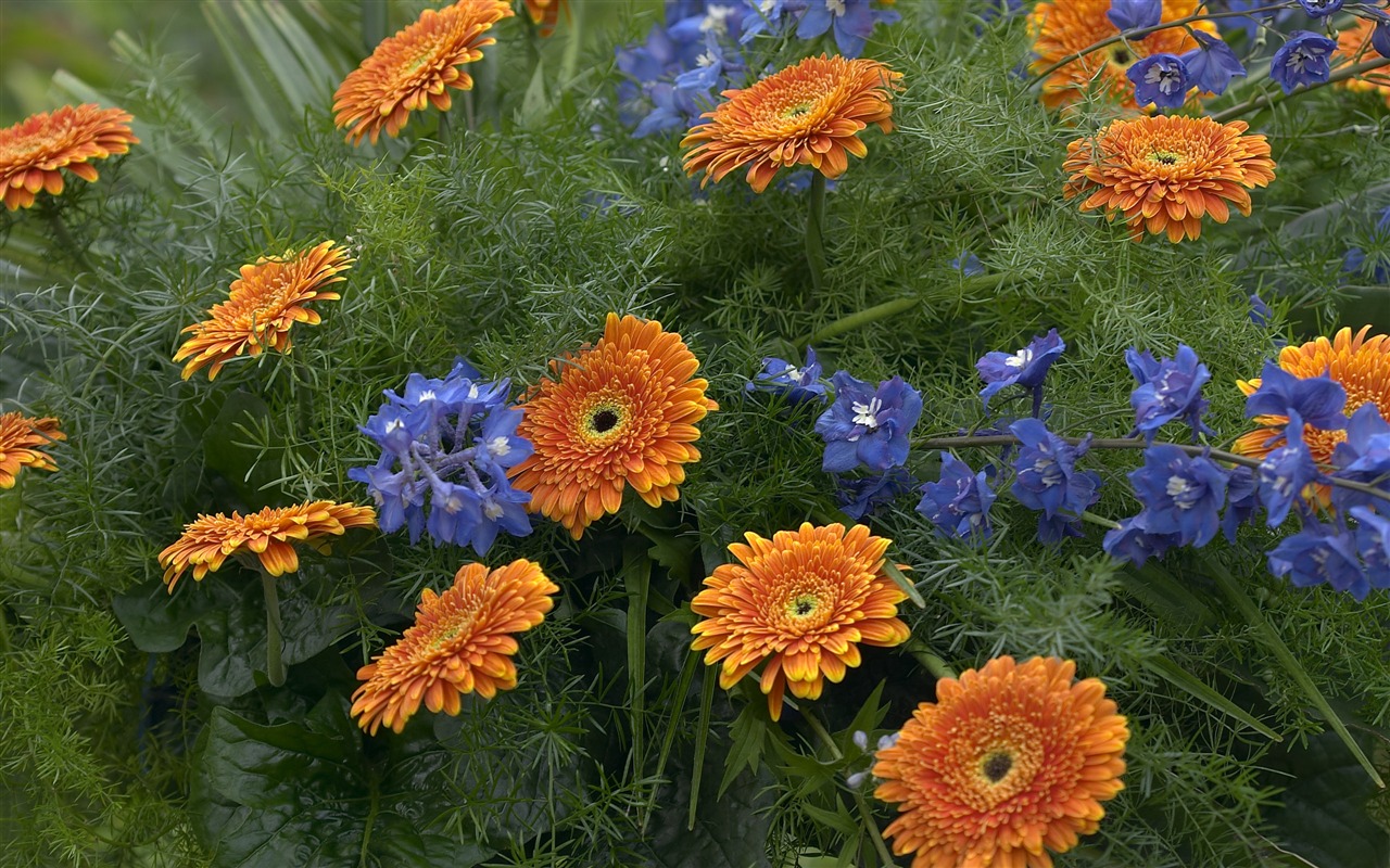 超大鲜花特写 壁纸(五)2 - 1280x800