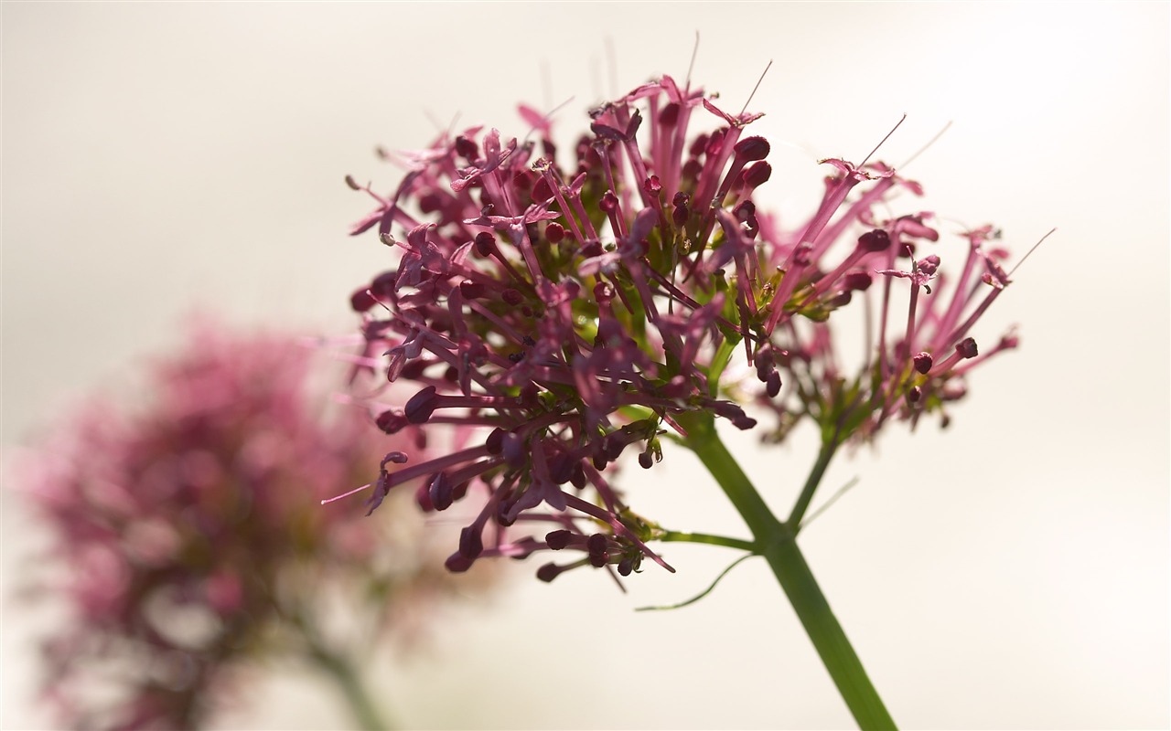 超大鲜花特写 壁纸(五)4 - 1280x800