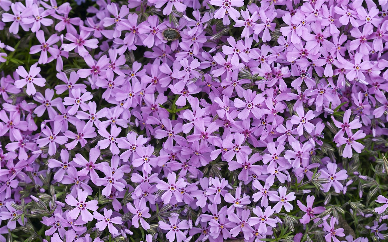 Velký květinový prvek Wallpaper (5) #6 - 1280x800