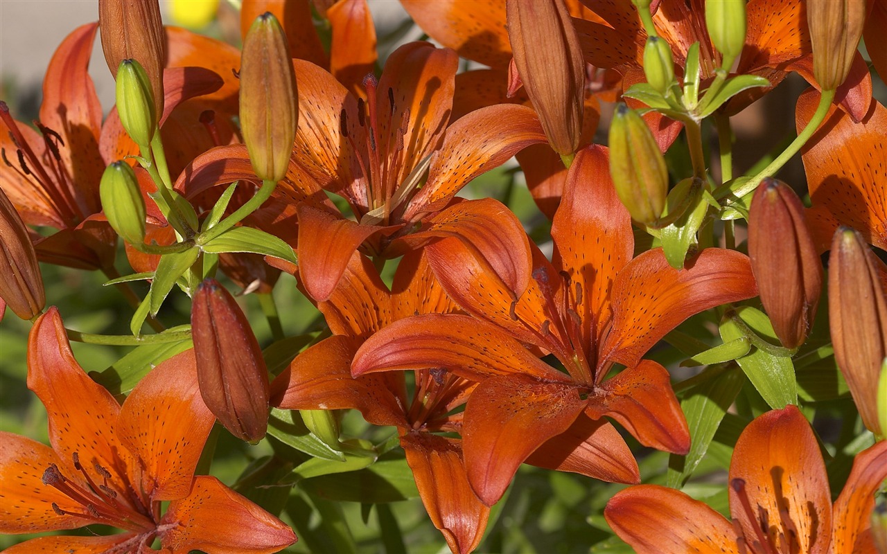 超大鲜花特写 壁纸(五)7 - 1280x800