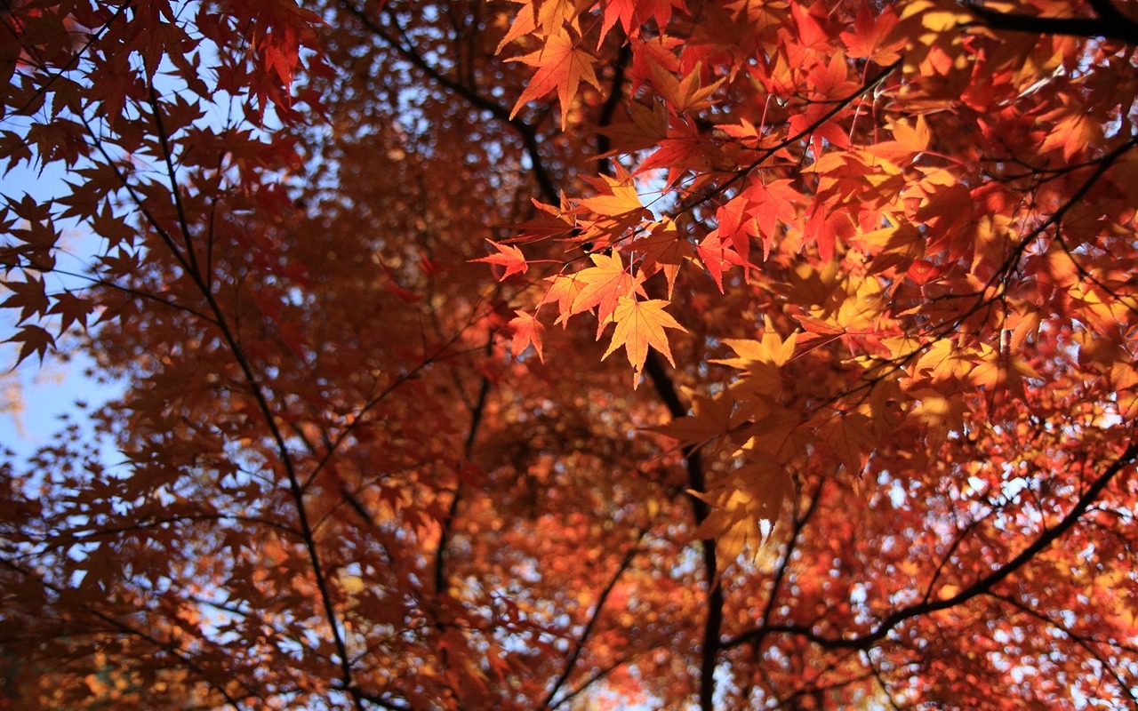 Maple sky wallpaper (3) #1 - 1280x800