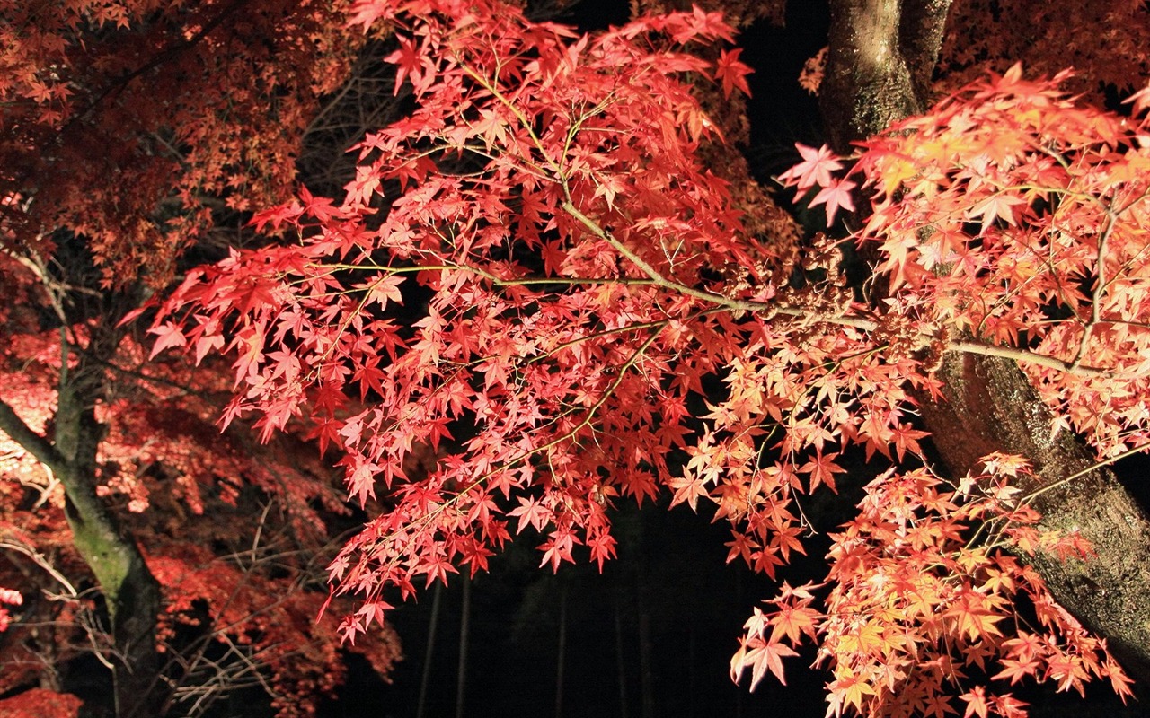 Maple sky wallpaper (3) #2 - 1280x800