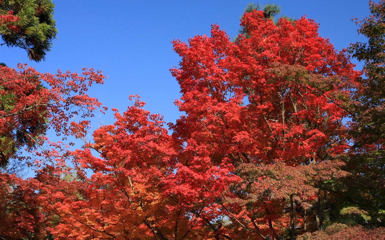 枫叶满天 壁纸(三)3 - 1280x800