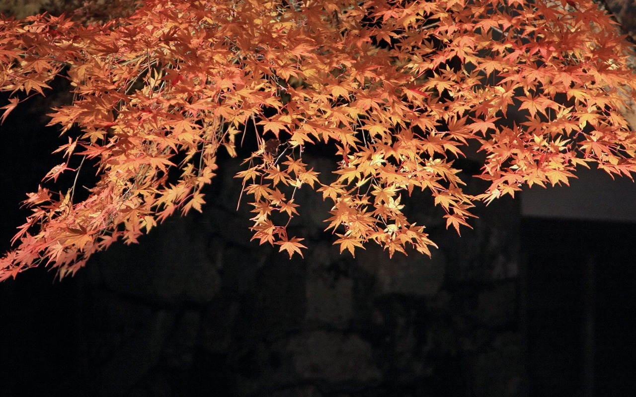 Maple sky wallpaper (3) #4 - 1280x800