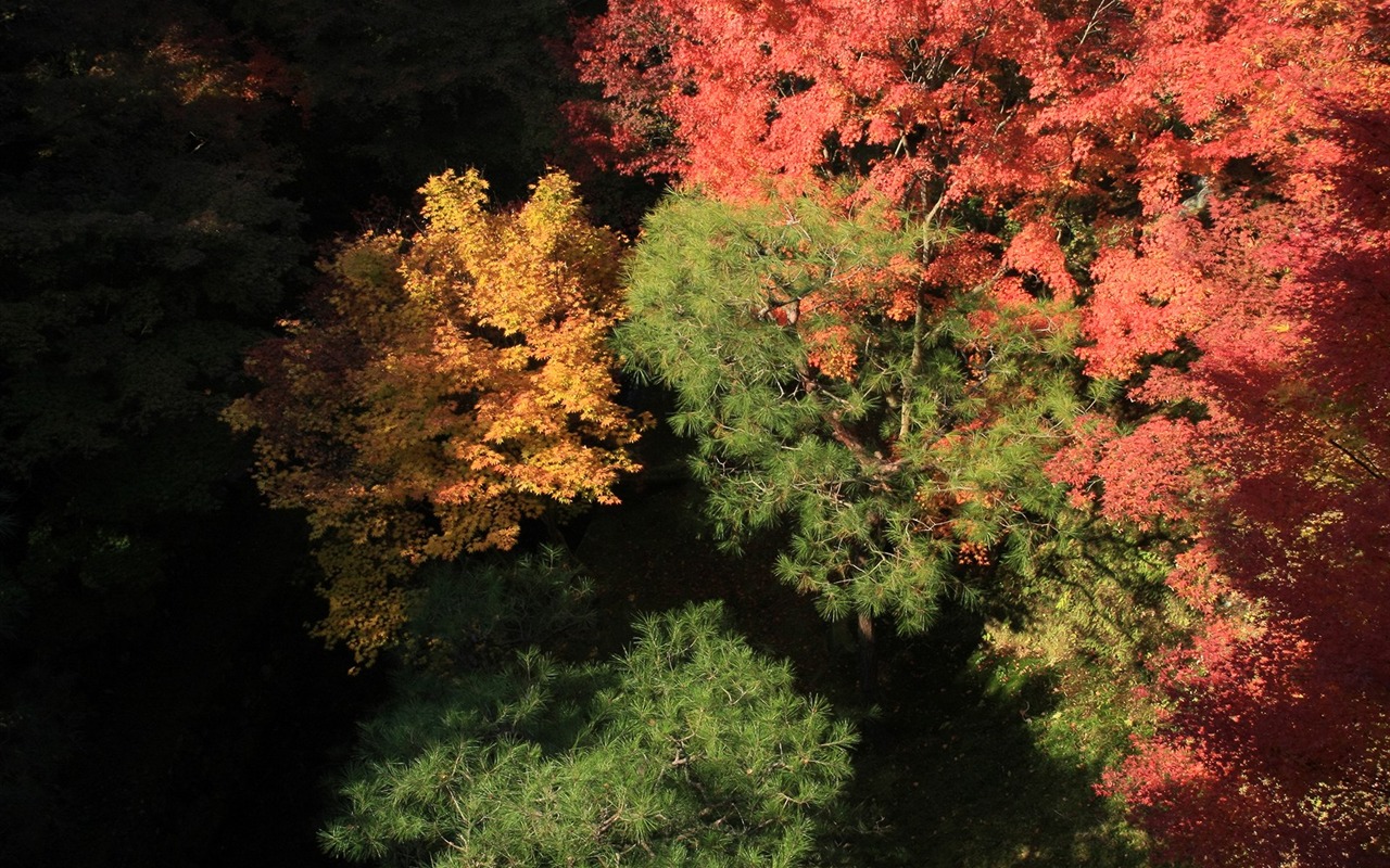 楓葉滿天 壁紙(三) #5 - 1280x800