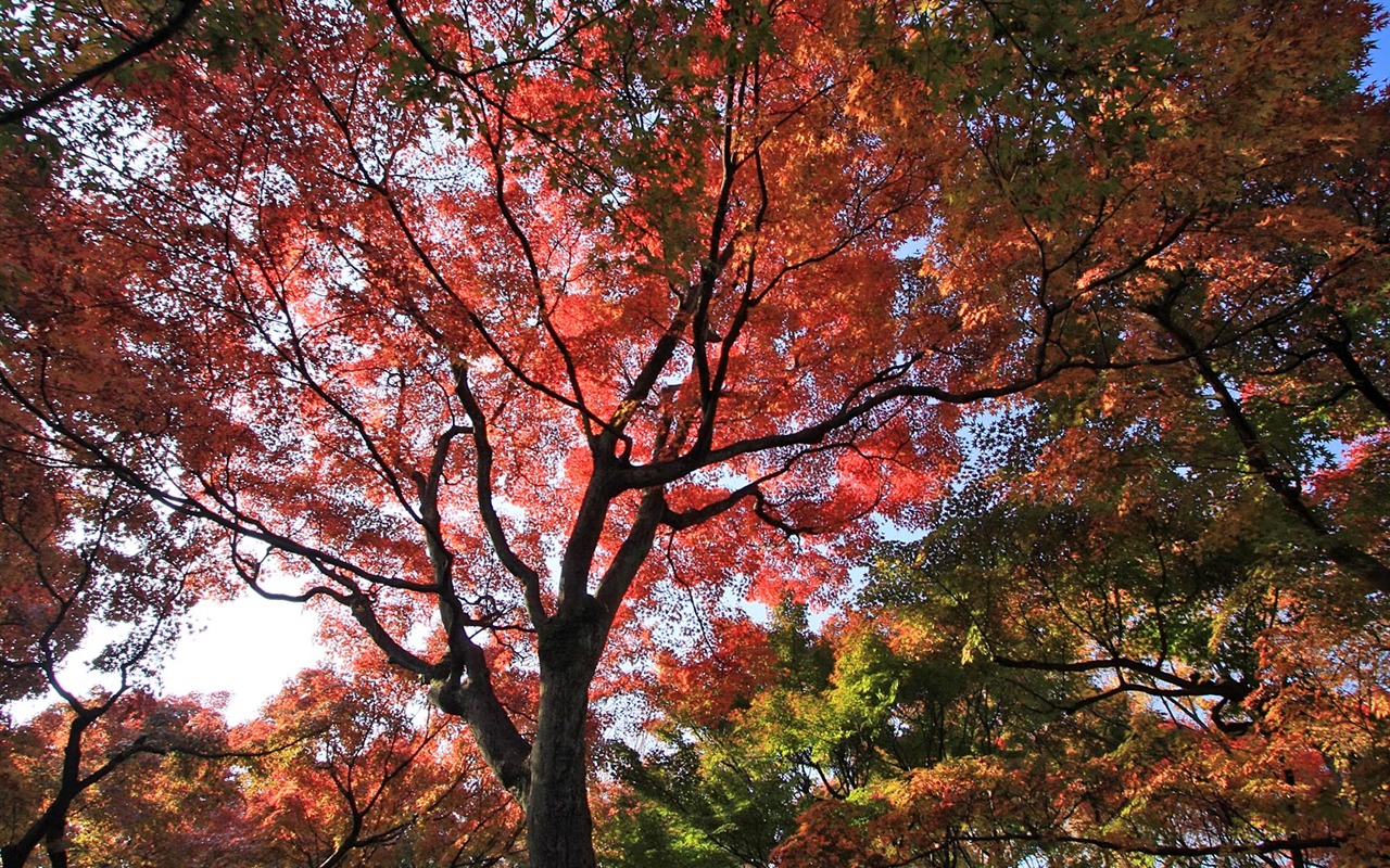 Maple sky wallpaper (3) #6 - 1280x800