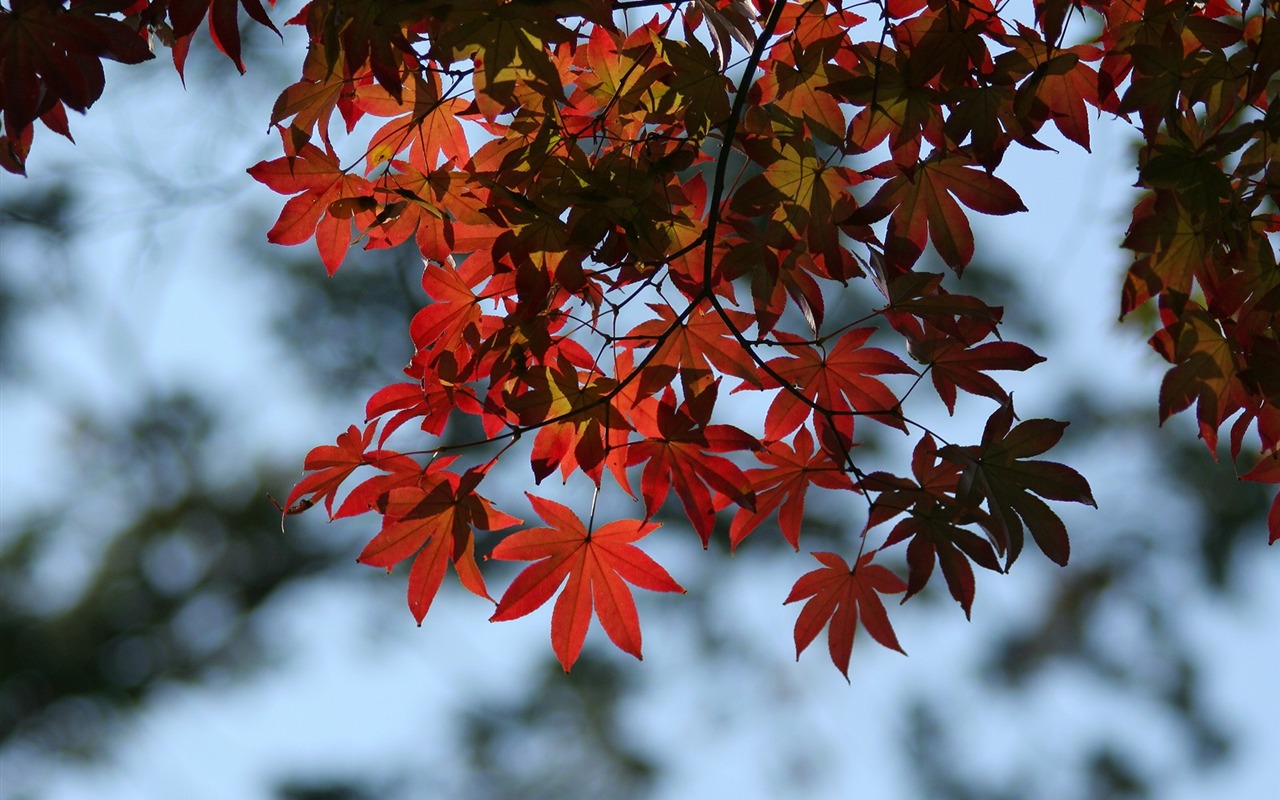 Maple sky wallpaper (3) #7 - 1280x800