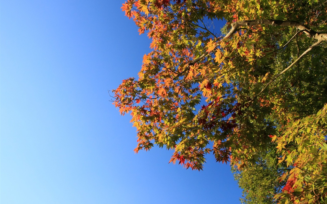 Maple sky wallpaper (3) #8 - 1280x800