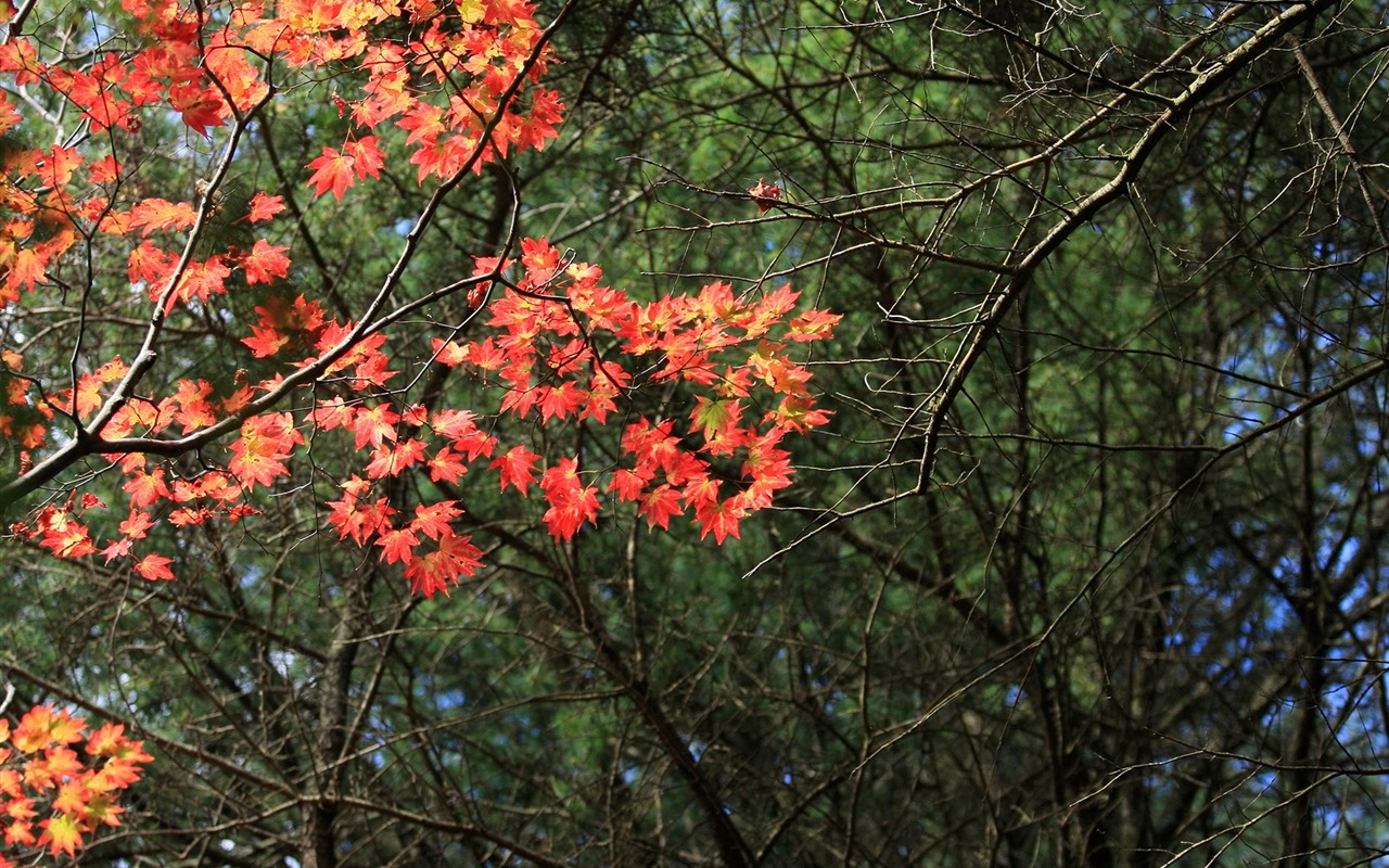 Maple sky wallpaper (3) #9 - 1280x800