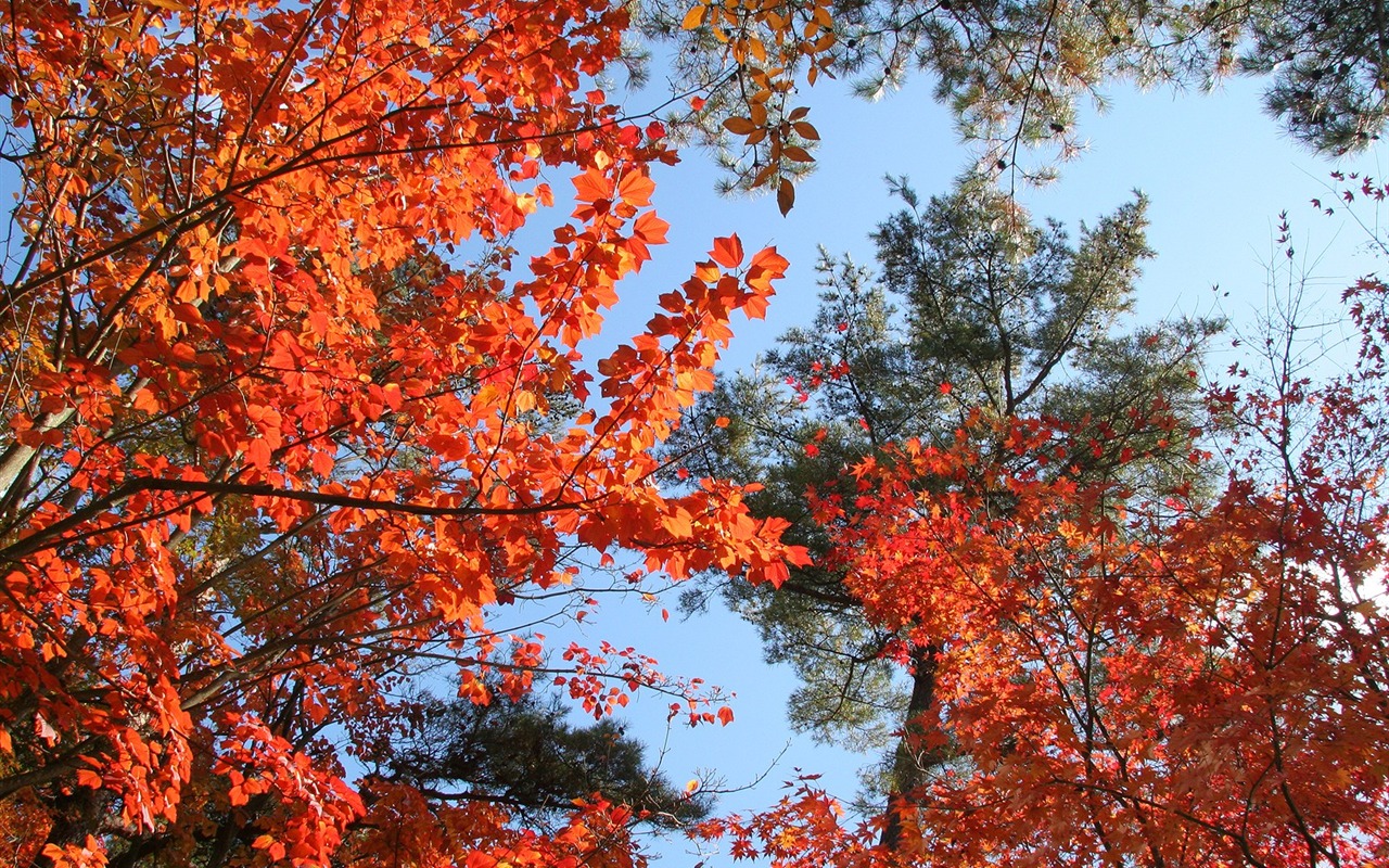 Maple sky wallpaper (3) #10 - 1280x800