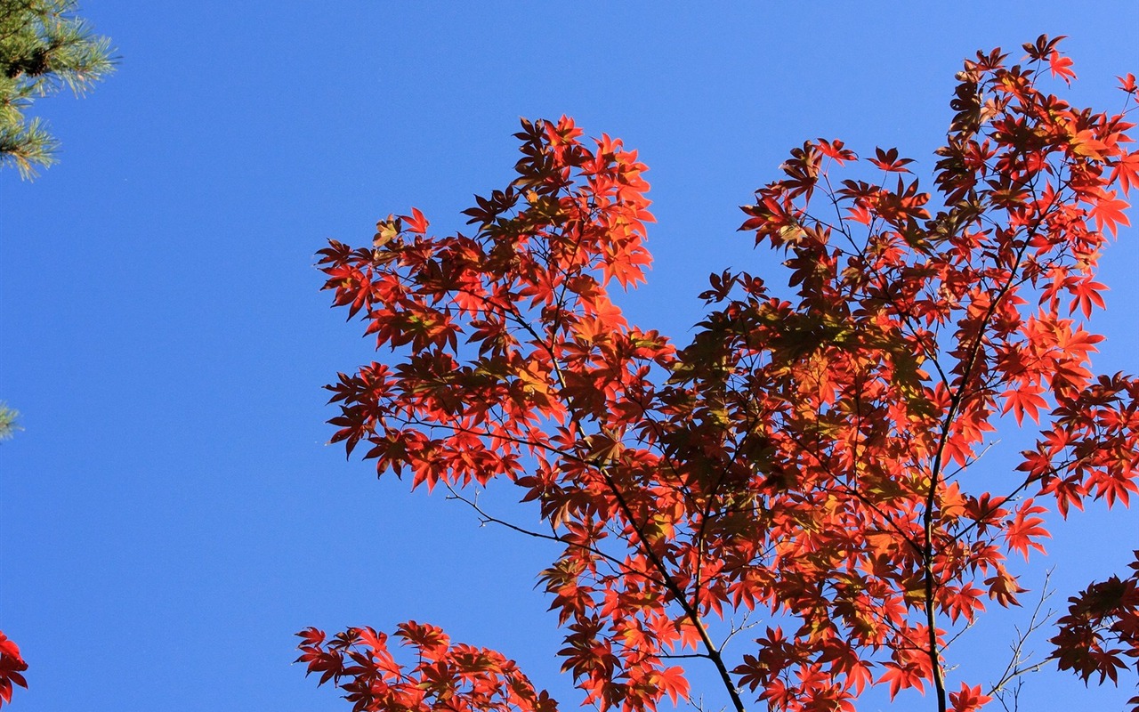 Maple sky wallpaper (3) #11 - 1280x800