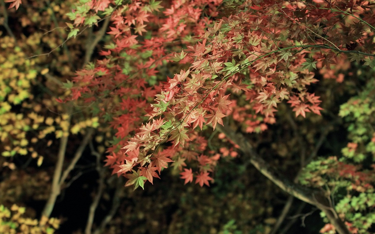 楓葉滿天 壁紙(三) #13 - 1280x800