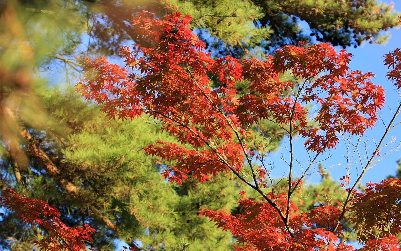 Maple sky wallpaper (3) #14 - 1280x800