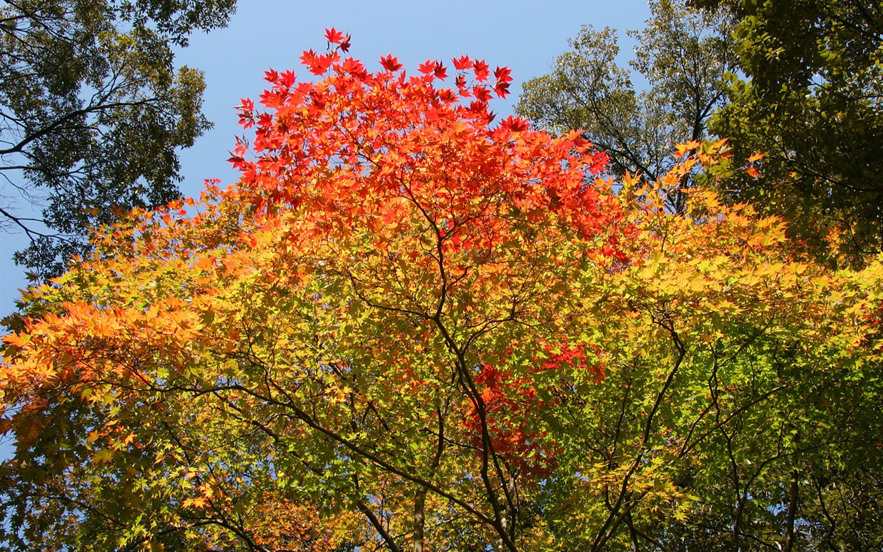 Maple sky wallpaper (3) #15 - 1280x800