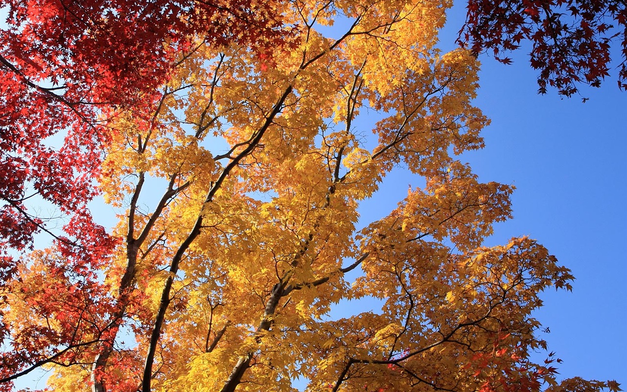 Maple sky wallpaper (3) #16 - 1280x800