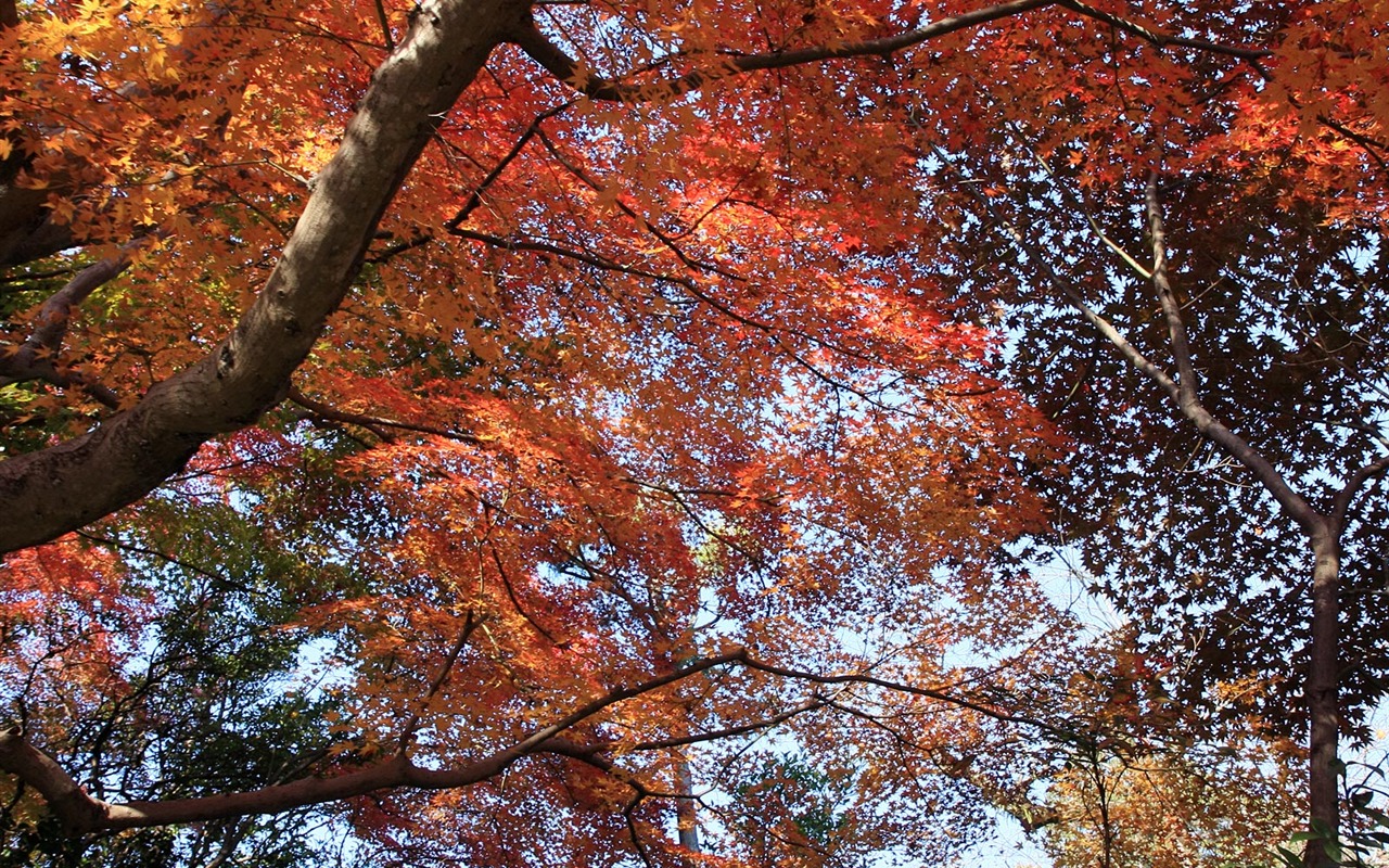 Maple sky wallpaper (3) #17 - 1280x800